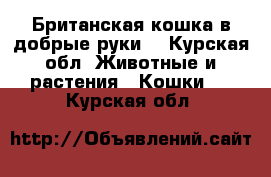 Британская кошка в добрые руки  - Курская обл. Животные и растения » Кошки   . Курская обл.